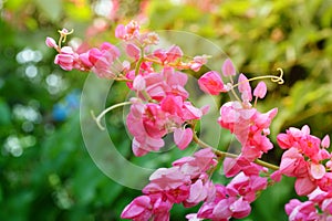 Pink Coral  Vine  flower  blooming    and green light bokeh background