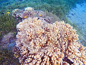 Pink corals in tropical seashore. Undersea landscape photo. Fauna and flora of tropical shore.