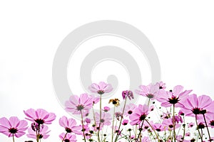 Pink coreopsis flowers photo
