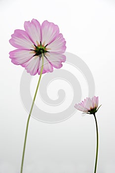 Pink coreopsis flowers