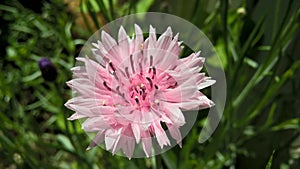 Pink corn flower
