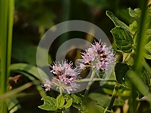 Pink corn mint flowers - Mentha arvensis