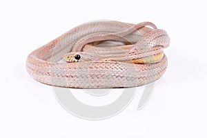 Pink Corn Snake