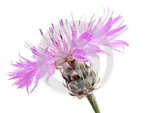Pink cornflower