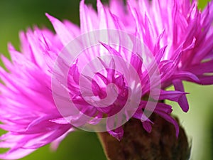 Pink cornflower