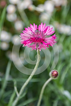 Pink Cornflower with bee