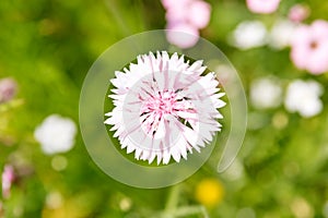 Pink cornflower blossom, topview