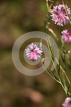 Pink Cornflower (Centaurea cyanus)