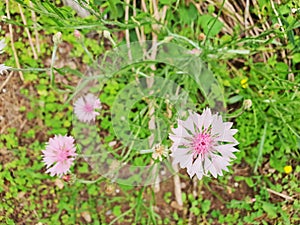 Pink Cornflower Centaurea cyanus
