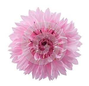 Pink cornflower head