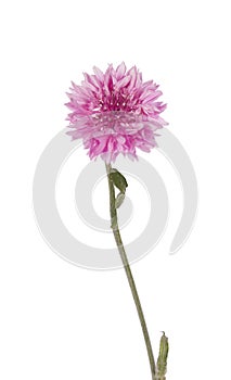 Pink Cornflower