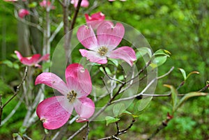 Pink Cornus florida rubra tree also known as pink flowering dogwood tree