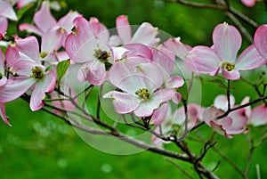 Pink Cornus florida rubra tree also known as pink flowering dogwood tree