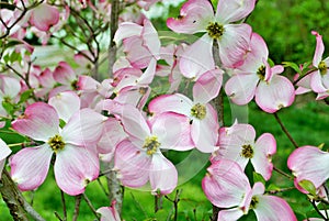 Pink Cornus florida rubra tree also known as pink flowering dogwood tree