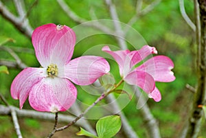 Pink Cornus florida rubra tree also known as pink flowering dogwood tree