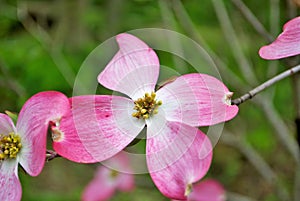 Pink Cornus florida rubra tree also known as pink flowering dogwood tree