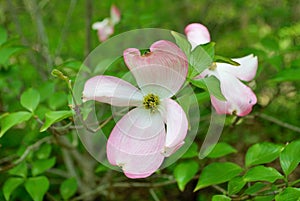 Pink Cornus florida rubra tree also known as pink flowering dogwood tree