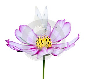 Pink cosmea and butterfly photo