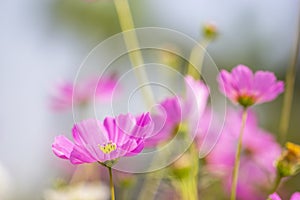 Pink cosmo flower and blue sky background