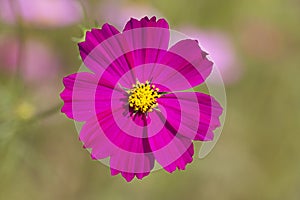 Pink cosmo flower and blue sky background
