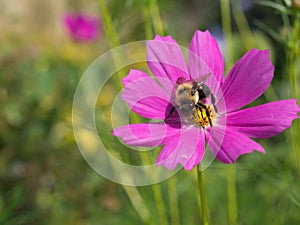 Pink Cosmo flower with bumble bee