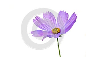 Cosmos Flower on White Background