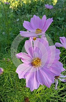 Pink Cosmo flower