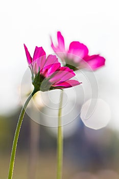 Pink cosmos 4