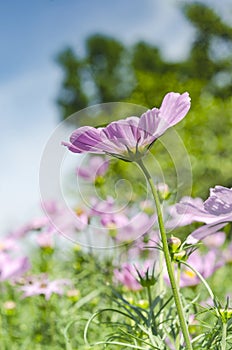 Pink cosmos