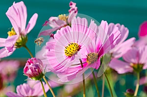 Pink cosmos and bee