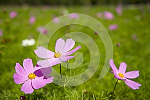 Pink Cosmos bipinnata Cav photo