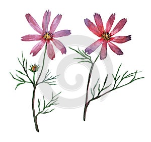 Pink Cosmos bipinnatus, commonly called the garden cosmos or Mexican aster.