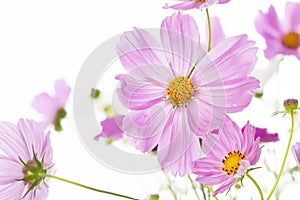 Pink Cosmos bipinnatus flower
