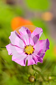 Pink cosmos bipinnatus flower