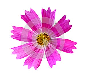 Pink Cosmos Bipinnatus