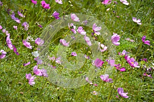 pink cosmos bipinnatus flower in nature garden