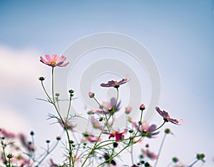 Pink cosmos bipinnatus flowers