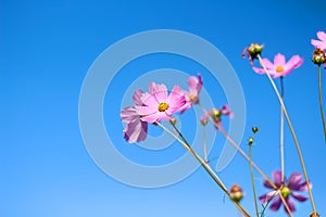 Pink cosmos bipinnatus flowers with yellow pollen blooming in garden on vast blue sky background