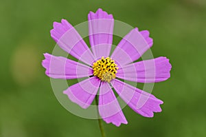 Pink Cosmos bipinnatus flower