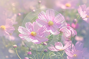 Pink cosmos bloom radiates beauty in a stunning garden setting