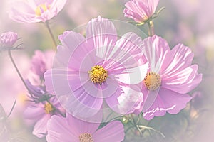 Pink cosmos bloom radiates beauty in a stunning garden setting