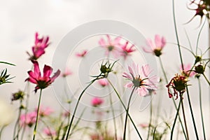 Pink Cosmos blooming in a field of Cosmos hybrid that going to be with on blur background under cloudy white sky