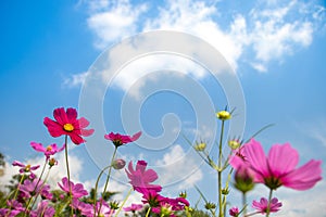 Pink cosmos blooming filed under light blue sky and white cloud.