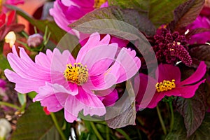 Pink cosmos Cosmos bipinnatus flower