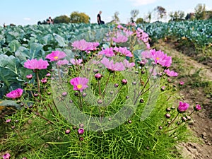 Flower farm cosmos flowers with broccoli field culture in farmland people working countryside. photo