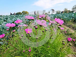 Gathering cosmos cut flowers with broccoli field culture in farmland people working countryside. photo