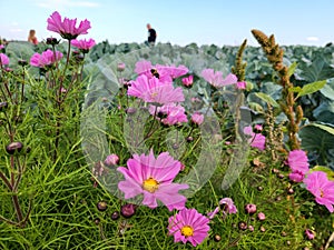 Cosmos cut flowers with bee in field of touristic farm. Self-picking and gathering flowers countryside. photo