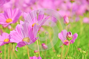 Pink cosmos field