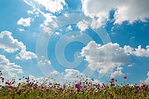 Pink cosmos field and sky