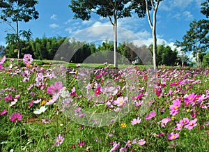 Pink cosmos flowers in the field with blue sky